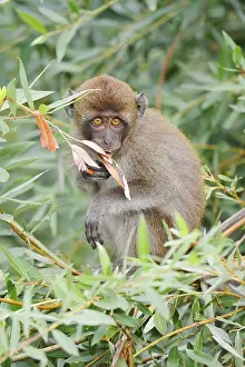 Macaca Fascicularis Drucke: Java monkey (Macaca fascicularis)