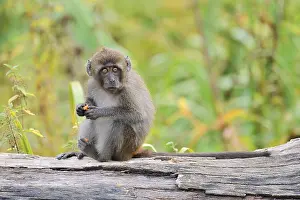 Macaca Fascicularis Drucke: Java monkey (Macaca fascicularis)