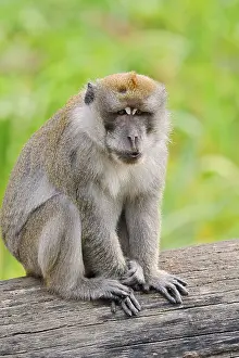 Old World Monkeys Drucke: Javanese monkey (Macaca fascicularis)