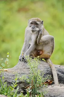 Macaca Fascicularis Drucke: Javanese monkey (Macaca fascicularis)