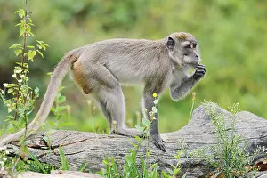 Old World Monkeys Drucke: Javanese monkey (Macaca fascicularis)