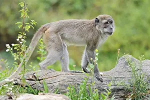 Macaca Fascicularis Drucke: Javanese monkey (Macaca fascicularis)