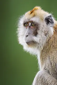 Old World Monkeys Pictures Drucke: Javanese monkey (Macaca fascicularis)