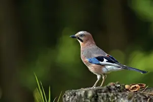 No People Landscapes Drucke: Jay in the forest in the wild