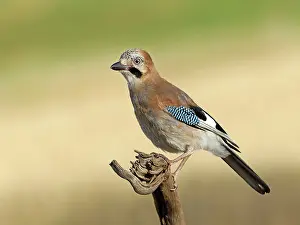 Drucke von Ein Grauschnäpper (Garrulus glandarius) ruht auf einem Wurzel, Solms, Hessen, Deutschland Eichelhäher Drucke: Ein Grausperling (Garrulus glandarius) ruht auf einem Wurzel.