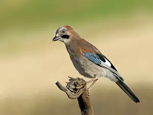 Drucke von Ein Grauschnäpper (Garrulus glandarius) ruht auf einem Wurzel, Solms, Hessen, Deutschland Eichelhäher Drucke: Ein Amsel (Garrulus glandarius) ruht auf einem Wurzel.