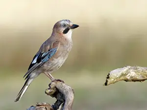 Passerine Bird Species Germany Drucke: A jay (Garrulus glandarius) perched on a root