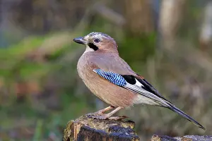 European Passerine Species Drucke: Jay perched on a tree stump close-up