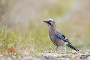 Polish Countryside Scenery Drucke: Jay posing on the forest litter