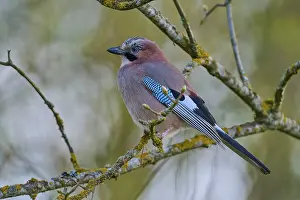 Bird Island Germany Drucke: A jay sitting on a branch from the side