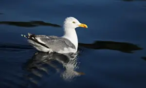Close Up Bird Photography Drucke: JAzU8hfP5bE