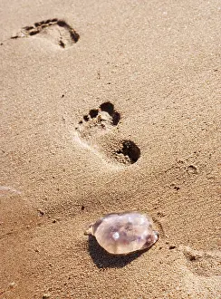 Close Up Jellyfish Drucke: Jellyfish in the sand