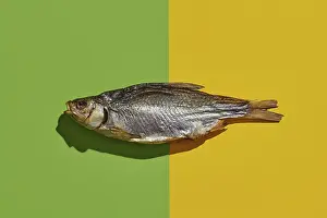 Drucke von Ein trockener oder gesalzener Käfer, leckerer Klipfisch auf buntem Hintergrund. Salziges Bier-Vorspeise. Traditionelle Art der Fischkonservierung. Nahansicht, Kopie-Raum, Oberansicht Rotauge Drucke: Ein trockener oder getrockneter salziger Käfer.