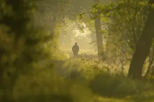 Fitness In Nature Drucke: Jogger running on a forest path