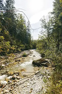 Dense Forest Landscape Drucke: Johnsbach flows through dense forest under soft sunlight