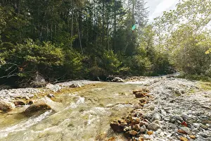 Dense Forest Scenery Drucke: Johnsbach flows through dense forest under soft sunlight