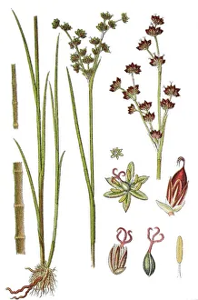 Natural Remedy Herbs Drucke: Jointleaf rush (Juncus articulatus)