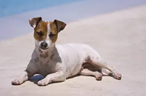 Uninhabited Swimming Pools Drucke: JRT soaks up the sun poolside