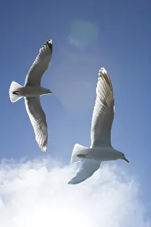 Deserted Beach Birds Drucke: JU_YjEdhZ3M