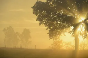 Backlit Tree Photo Drucke: Sun rays in a tree, Dingdener Heide