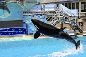 Seaworld San Diego Drucke: Jumping orca (Orcinus orca), in a pool during a show