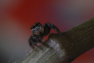 Jumping Spider Drucke: Jumping spider
