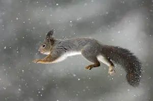Sciurus Vulgaris Drucke: Jumping squirrel (Sciurus vulgaris)