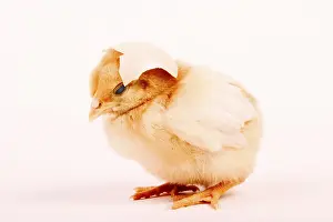 Easter Chicken Drucke: Jung chicken
