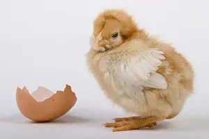 Jung Drucke: Junges Huhn