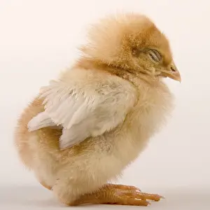 Animal Head Portraits Drucke: Jung chicken