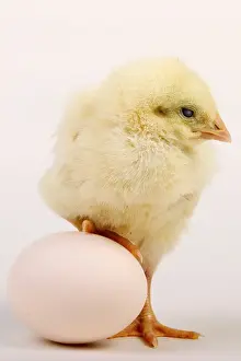 Productive Livestock Farming Drucke: Jung chicken with egg