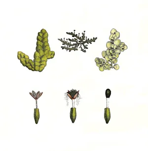 Jungfernfarn Complanatus, flatterförmiger Moos