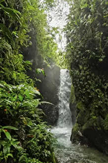 Tropical Rainforest Drucke: Jungle