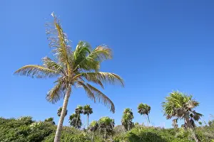 Primeval Forest Landscape Drucke: Jungle with palms and sky Copyspace