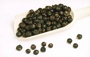 Medicinal Plants Drucke: Juniper berries, fruit of common juniper (Juniperus communis)