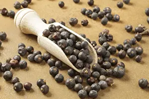 Nature Botany Photoshoots Drucke: Juniper berries (Juniperus)
