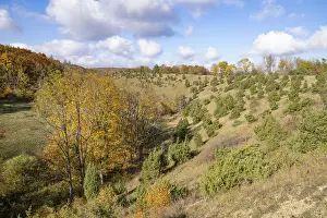 Central Europe Nature Shots Drucke: Juniper heath in autumn, common juniper (Juniperus communis)