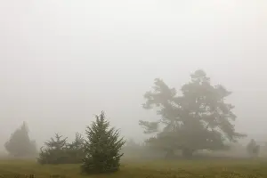 Upper Danube Nature Park Germany Drucke: Juniper heath in the mist, juniper