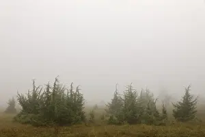 Juniper Bush Scenery Drucke: Juniper heath in the mist, juniper