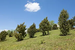 German Countryside Views Drucke: Juniper heathland, Common Juniper (Juniperus communis)