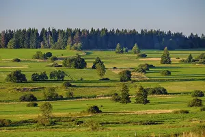 Lower Franconia Drucke: Juniper heaths, HochrhonstraBe