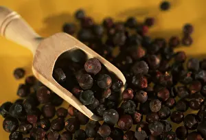 Common Juniper Drucke: Juniper (Juniperus communis)