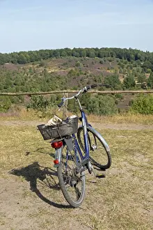 Juniperus Communis Drucke: Juniper (Juniperus communis), bicycle