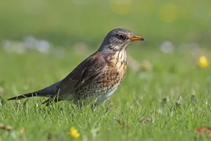Deserted Bird Photography Drucke: Juniper Thrush