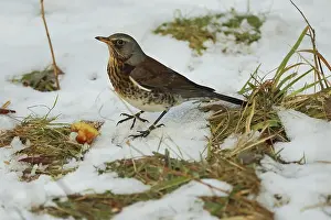 Songbird Wildlife Images Drucke: Juniper thrush, Turdus iliacus