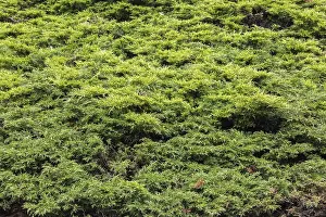 Glauca Drucke: Juniperus horizontalis 'Glauca'