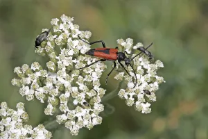 Uninhabited Animal Habitats Drucke: KAE_0134