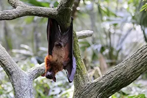 Großer Feuerfuchs Drucke: Flughund des Kalong (Pteropus vampyrus)