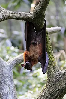 Pteropus Vampyrus Drucke: Kalong flying fox (Pteropus vampyrus)