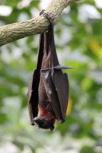 Großer Feuerfuchs Drucke: Kalong-Flughund (Pteropus vampyrus)